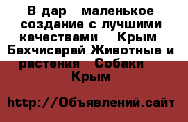 В дар - маленькое создание с лучшими качествами! - Крым, Бахчисарай Животные и растения » Собаки   . Крым